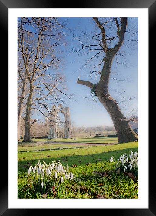Snow drops in dreamland Framed Mounted Print by Stephen Mole