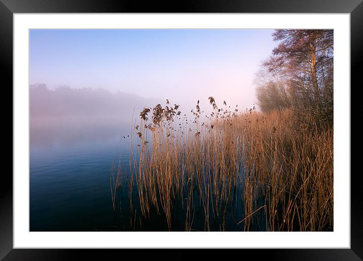 Reeds at Ormesby Little Broad Framed Mounted Print by Stephen Mole