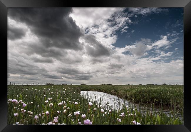 Flowers at Morston Framed Print by Stephen Mole