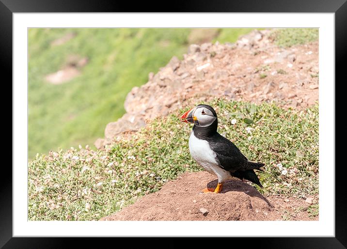 Puffin watch Framed Mounted Print by Stephen Mole