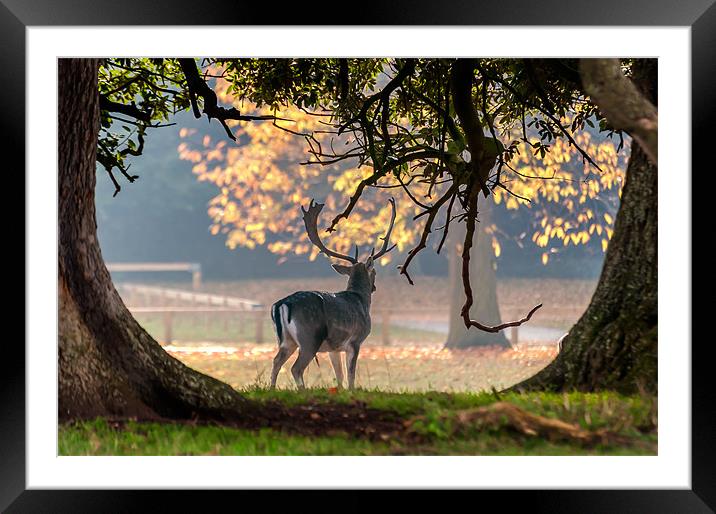 Fallow Deer at Holkham Hall Framed Mounted Print by Stephen Mole