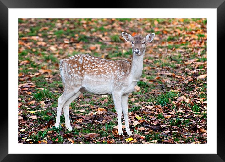 Fawn Fallow Deer Framed Mounted Print by Stephen Mole