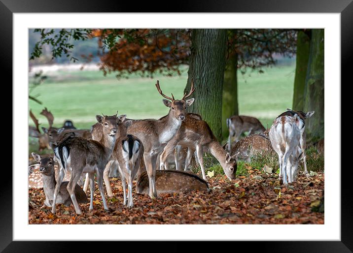 Fallow Deer at Holham Hall Framed Mounted Print by Stephen Mole