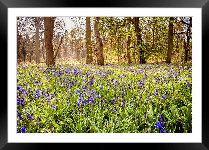 Blue Bells Framed Mounted Print by Stephen Mole