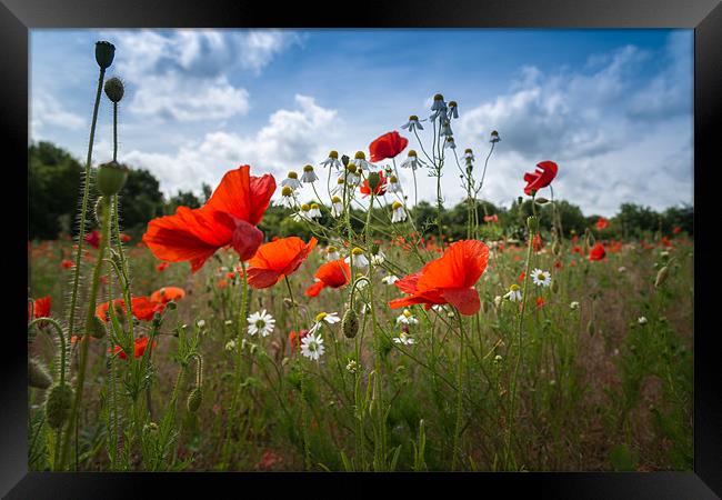 Red Poppies and Daisies Framed Print by Stephen Mole