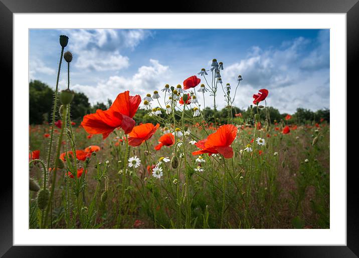 Red Poppies and Daisies Framed Mounted Print by Stephen Mole