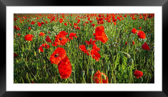 Panoramic Poppies Framed Mounted Print by Stephen Mole