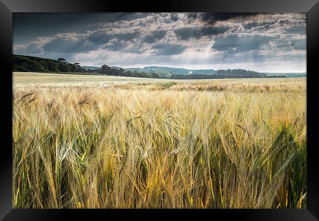Field of Golden Barley Framed Print by Stephen Mole