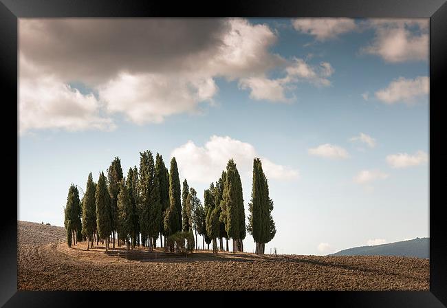 Trees in Tuscany Framed Print by Stephen Mole