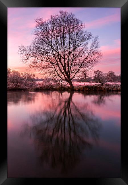 Tree on the River Bure Framed Print by Stephen Mole