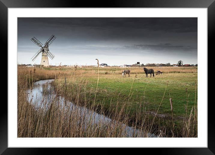 Horse and Donkeys at Thurne Framed Mounted Print by Stephen Mole