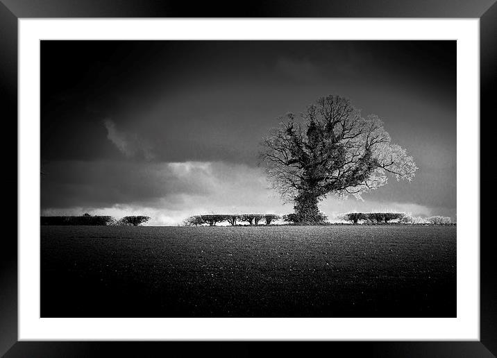 Norfolk Tree Framed Mounted Print by Stephen Mole