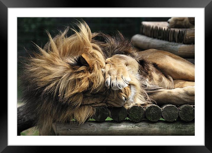 Sleeping Lion on wooden bed Framed Mounted Print by Stephen Mole