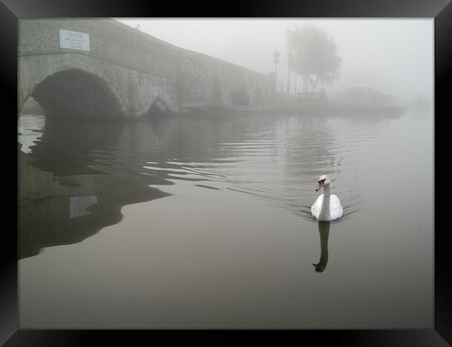 Swan by a hump back bridge in fog Framed Print by Stephen Mole