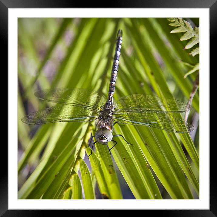 Dragon Fly Framed Mounted Print by Stephen Mole