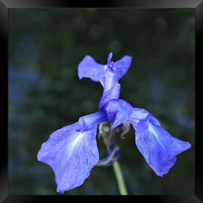 Blue Pond Iris Framed Print by Stephen Mole