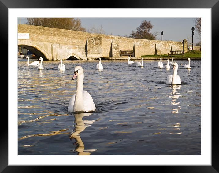 Swans at Potter Heigham Bridge Framed Mounted Print by Stephen Mole