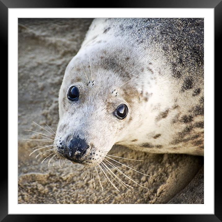 Close up of seal pup Framed Mounted Print by Stephen Mole