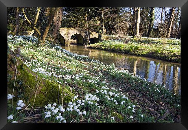 Snowdrops at Walsingham Abbey Framed Print by Stephen Mole