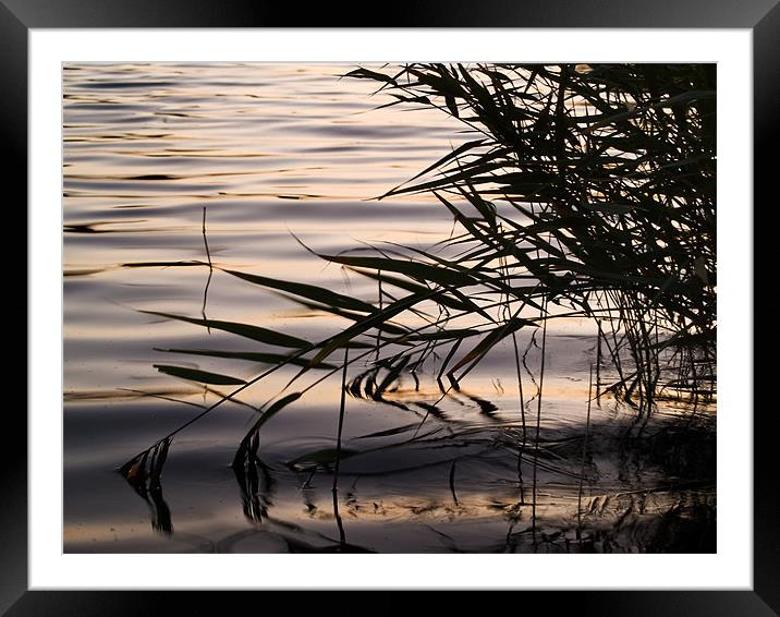 Water edge Framed Mounted Print by Stephen Mole
