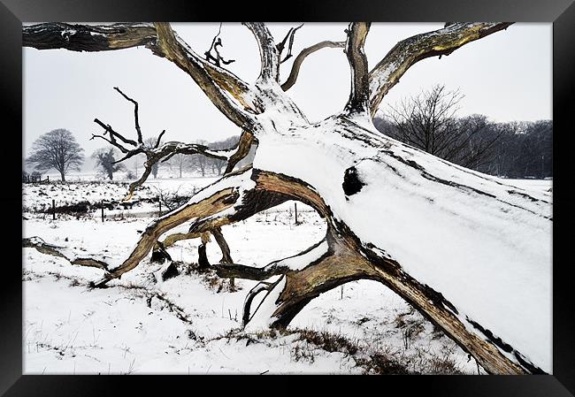 Squid tree in the snow Framed Print by Stephen Mole