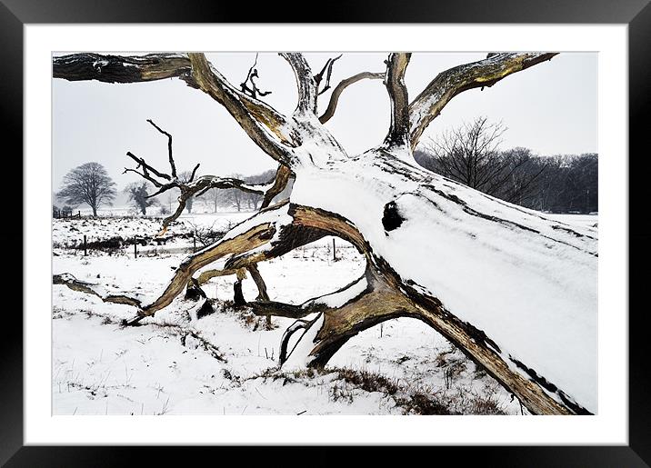 Squid tree in the snow Framed Mounted Print by Stephen Mole