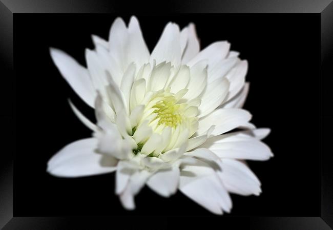 Chrysanthemum Framed Print by Stephen Mole