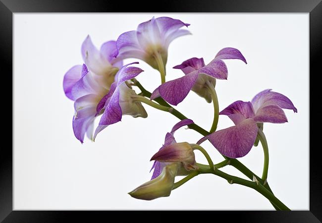 Orchid Dendrobium Framed Print by Stephen Mole