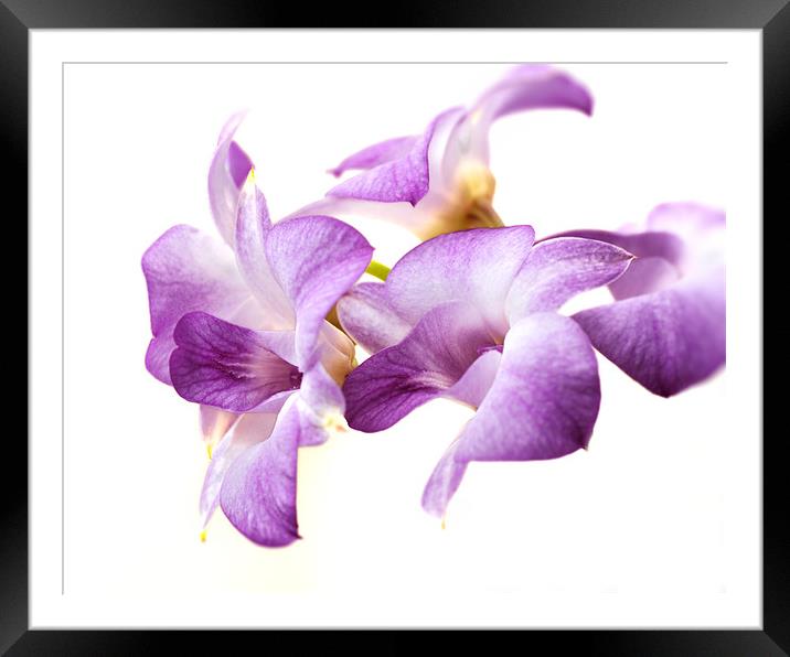 Orchid Dendrobium Framed Mounted Print by Stephen Mole