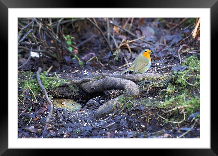 Robin meets water rat Framed Mounted Print by Stephen Mole