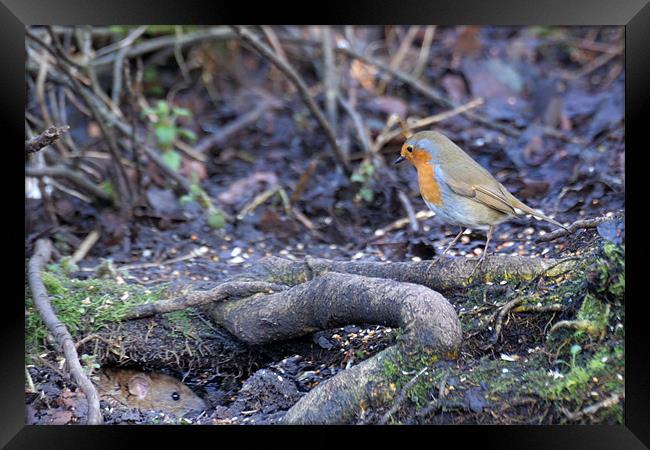 A red robin spies on a water rat Framed Print by Stephen Mole