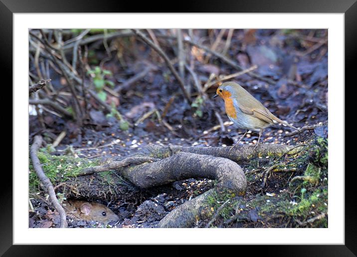 A red robin spies on a water rat Framed Mounted Print by Stephen Mole