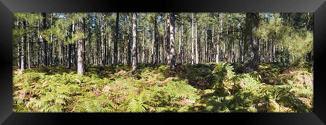 Panorama of Fritton Woods Framed Print by Stephen Mole