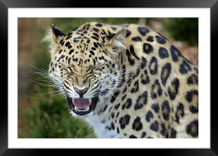 Xixi - Amur leopard Framed Mounted Print by Stephen Mole