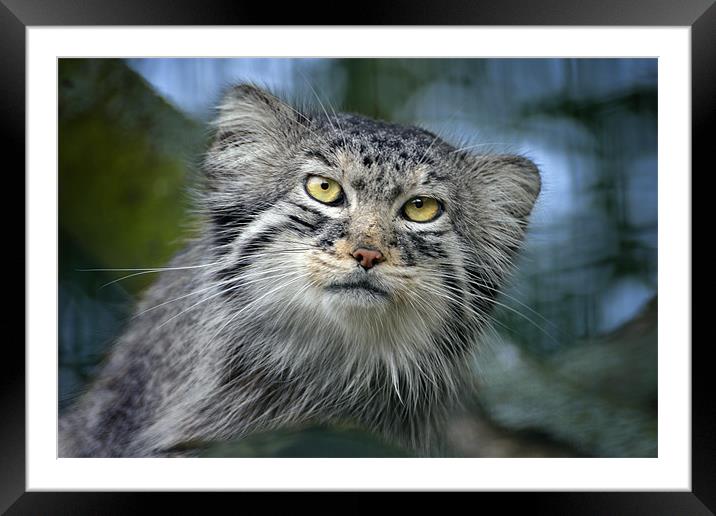 Tula the Pallas Cat Framed Mounted Print by Stephen Mole