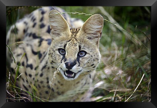 Malawi the Serval Cat Framed Print by Stephen Mole