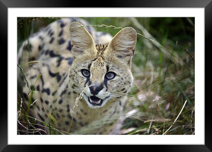 Malawi the Serval Cat Framed Mounted Print by Stephen Mole