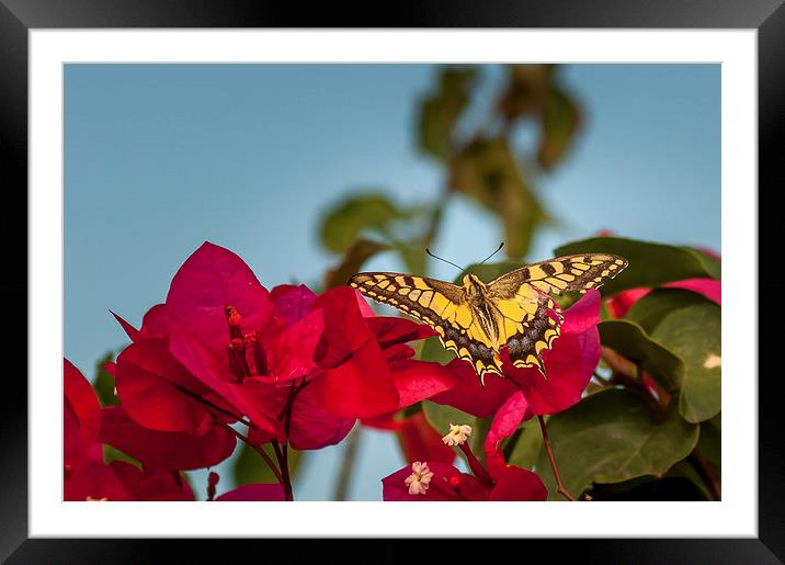  Swallow Tale Butterfly Framed Mounted Print by Stephen Mole