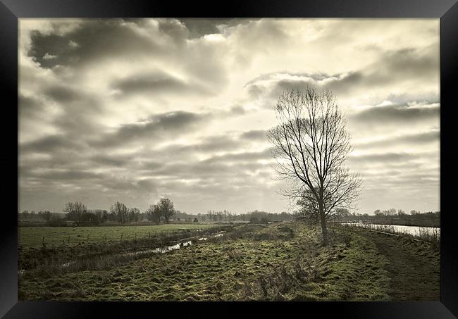 Tree on Beccles Marshes Framed Print by Stephen Mole