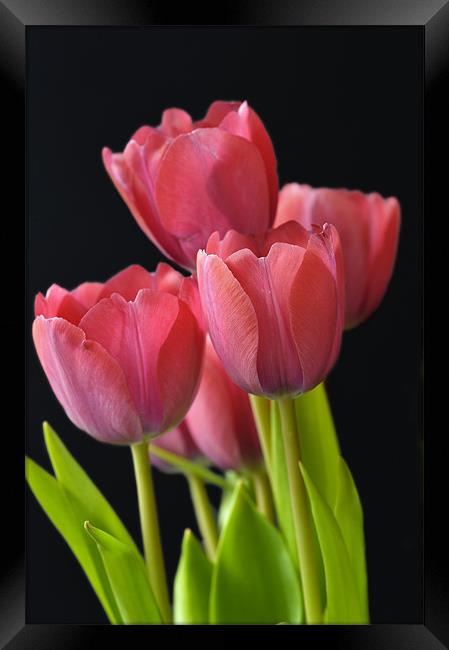 Red Tulips Framed Print by Stephen Mole