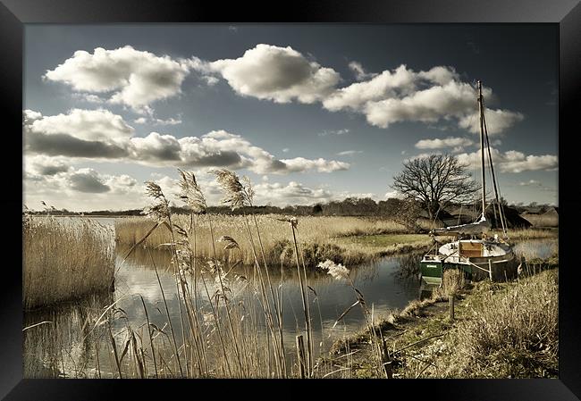 Reed beds at Hickling Broad Framed Print by Stephen Mole