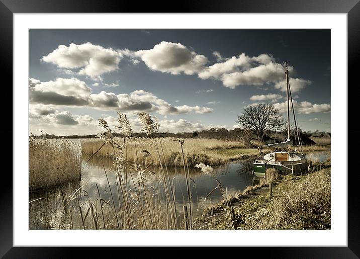 Reed beds at Hickling Broad Framed Mounted Print by Stephen Mole
