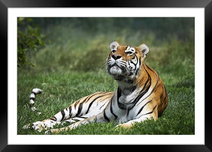 Padmini the tiger Framed Mounted Print by Stephen Mole