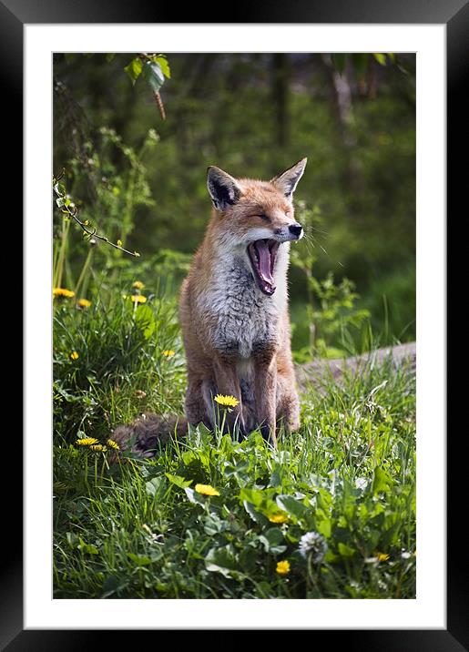Fox Yawning Framed Mounted Print by Stephen Mole