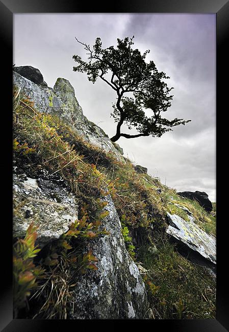 Tree on the rockface Framed Print by Stephen Mole