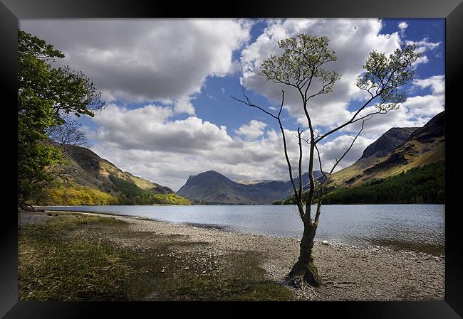 Tree on Buttermere Framed Print by Stephen Mole
