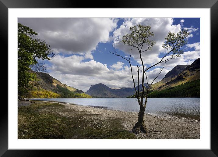Tree on Buttermere Framed Mounted Print by Stephen Mole