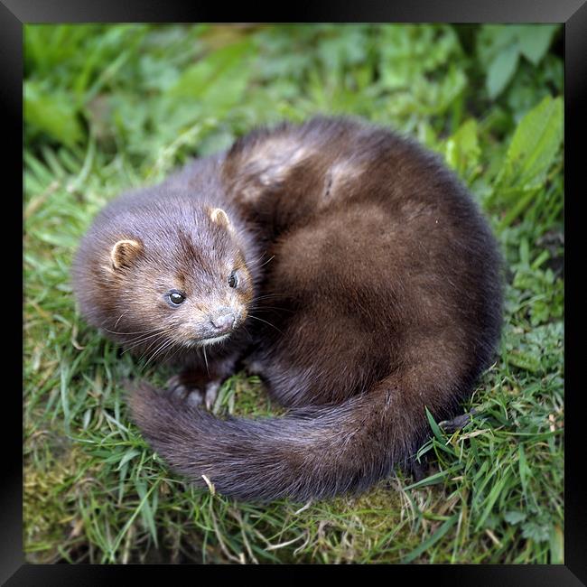An angry looking mink Framed Print by Stephen Mole