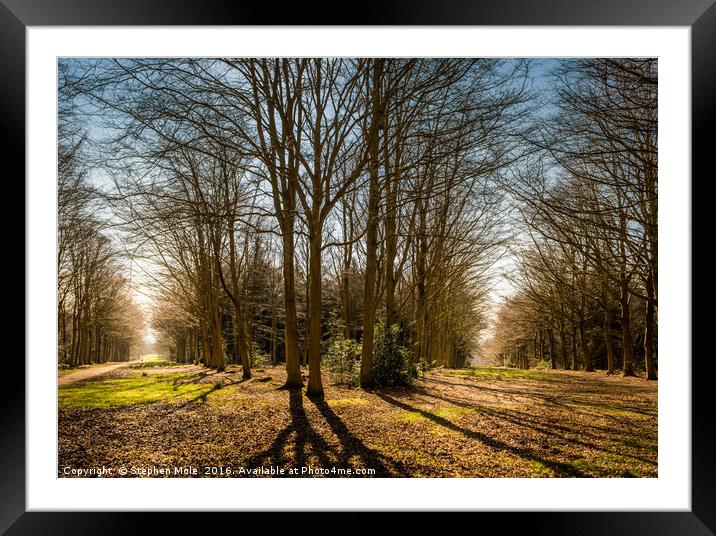 Two paths in Felbrigg Woods Framed Mounted Print by Stephen Mole