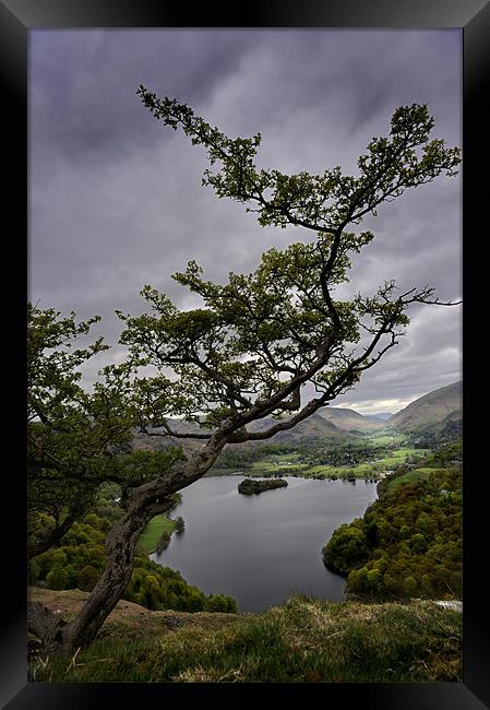 Tree over Grassmere Framed Print by Stephen Mole